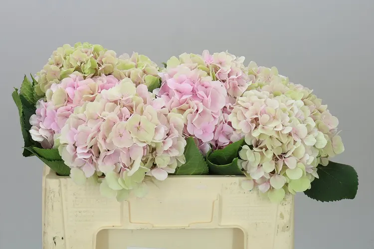 Hyd Verena Pink Classic 50 cm