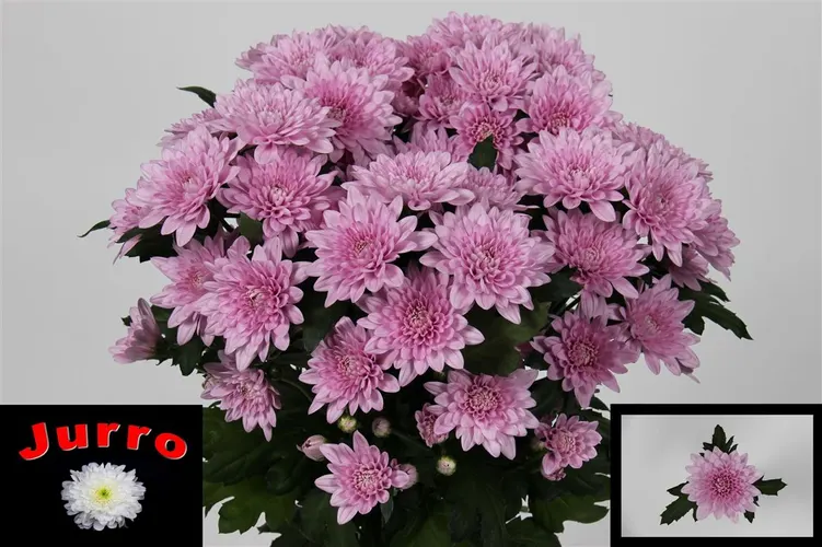 Chr T Veronica 70 cm