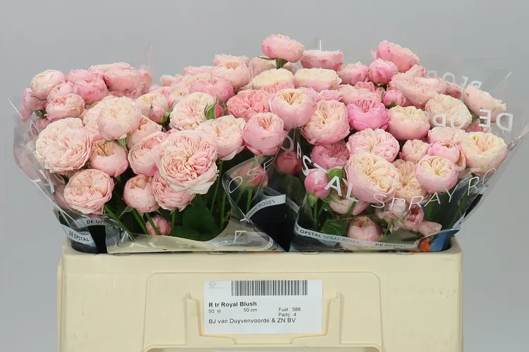 Rosa Tr Royal Blush 50 cm