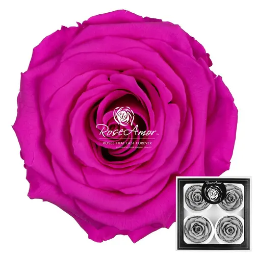 Pres. Bellisima Pin07