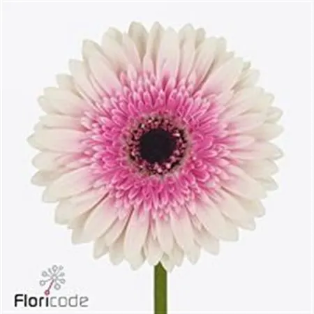 Gerbera Lisandra 45 cm
