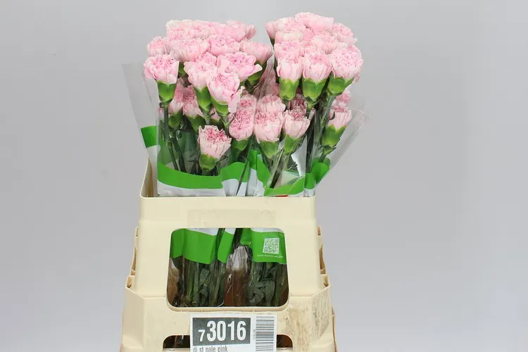 Karafiát Pale Pink 55 cm
