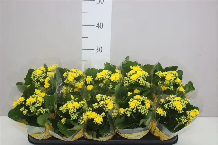 Kalanchoe Rosalina Geel črepník 10,5 cm