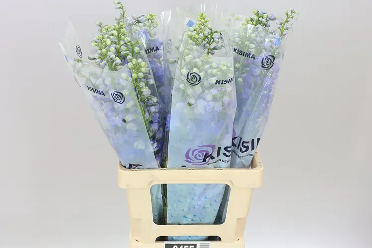 Delph El Guardian Blue 70 cm