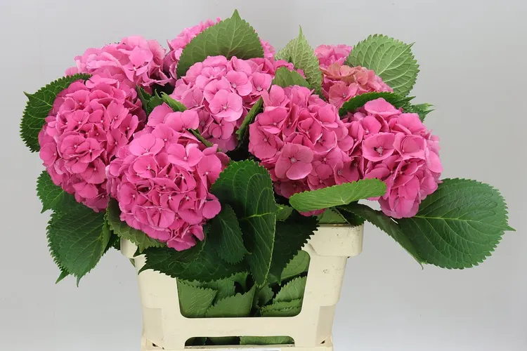 Hyd Elbtal Pink 60 cm