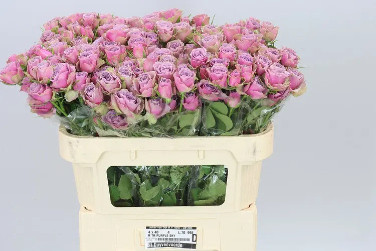 Rosa Tr Purple Sky 70 cm