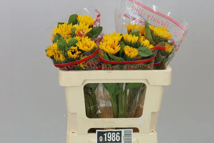 Slnečnica Sunova 50 cm