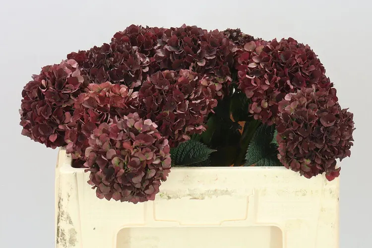 Hortenzia Dark Ruby Classic 50 cm