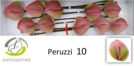 Anth Peruzzi