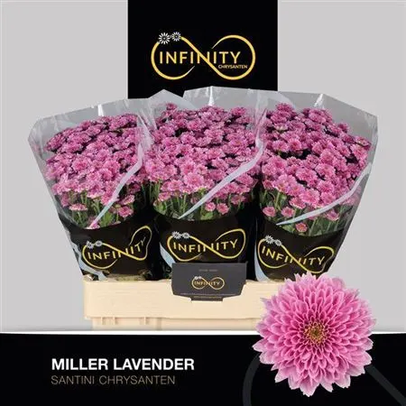 Sant Miller Lavendel 55 cm