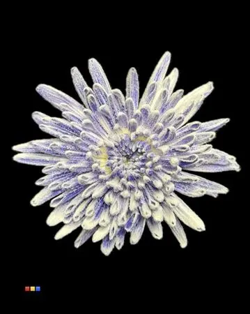 Chr G Ana Snow Purple 70 cm