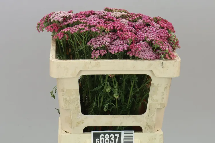 Achillea Bianca Pink 50 cm