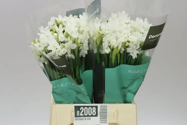 Narcisy a hyacinty (Daffodils/Hyacinths)