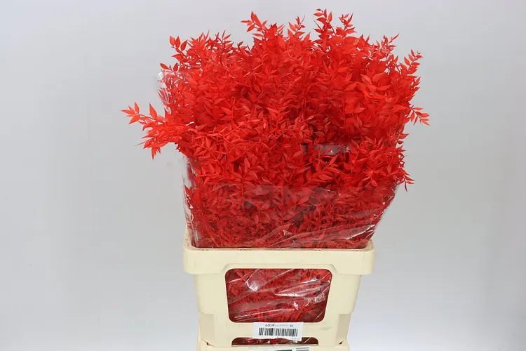 Dried Ruscus Red 70 cm