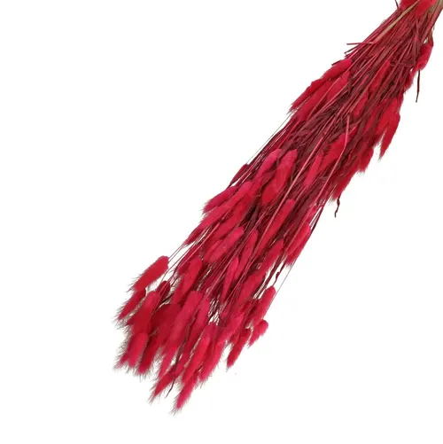 Sušený zajačí chvost fuksiový 65 cm, 100 g