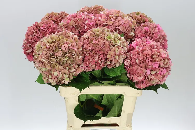 Hortenzia Glowing Alps Classic Pink 60 cm