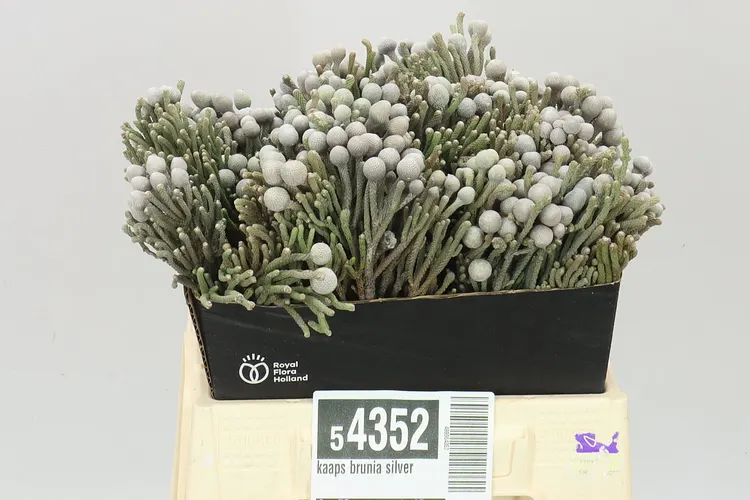 Kaaps Brunia Silver 40 cm