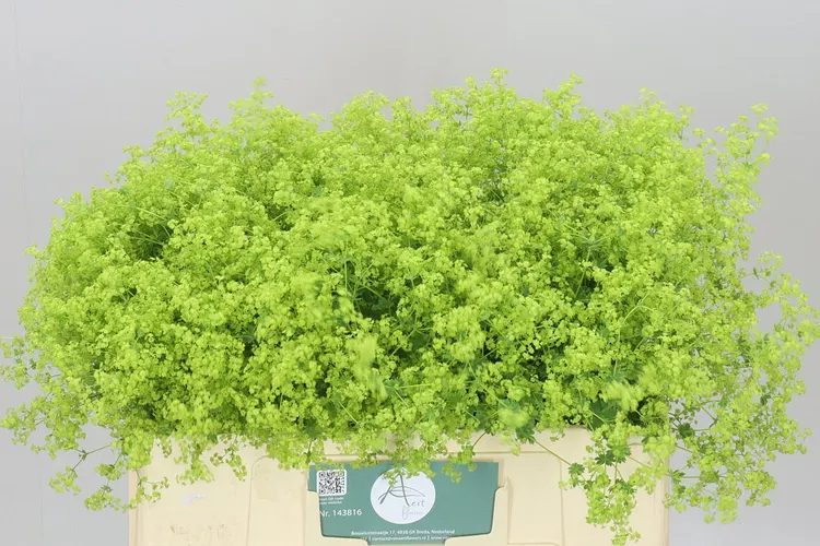 Alchemilla Robustica 55 cm
