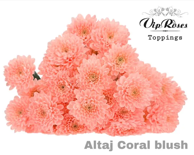 Chryzantéma trsová Altaj Coral Blush 70 cm