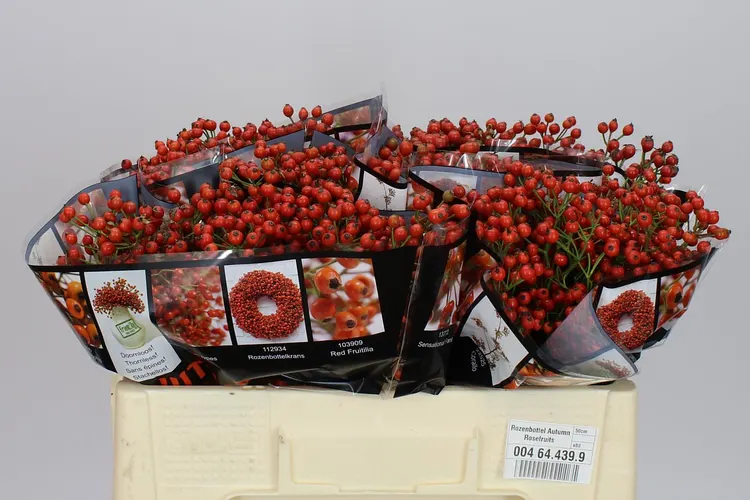 Šípky Autumn Rosefruits 50 cm