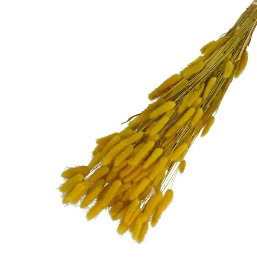 Sušený zajačí chvost svetložltý 65 cm, 100 g