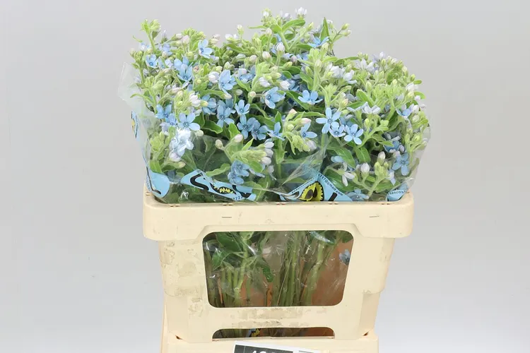 Oxypetalum Coeruleum 55 cm
