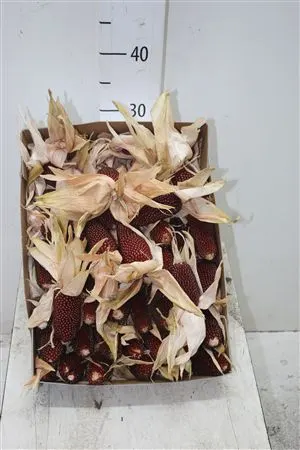 Zea Mays