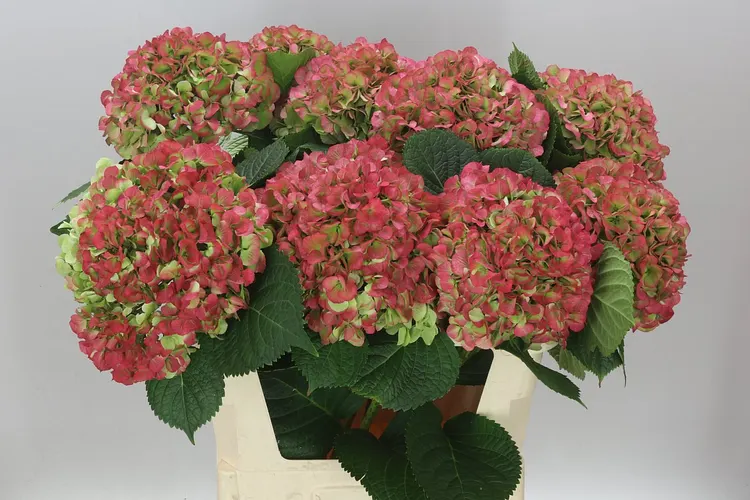 Hortenzia Vienna Red Velvet Classic 80 cm