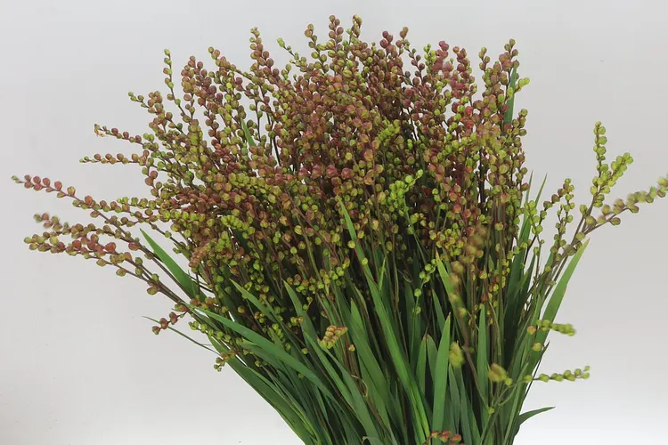 Crocosmia Berries Red 75 cm