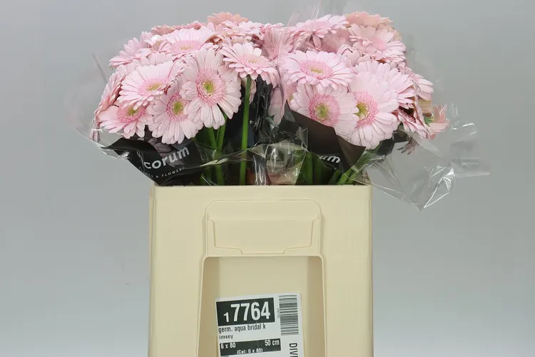 Germ. Aqua Bridal Kimsey 50 cm