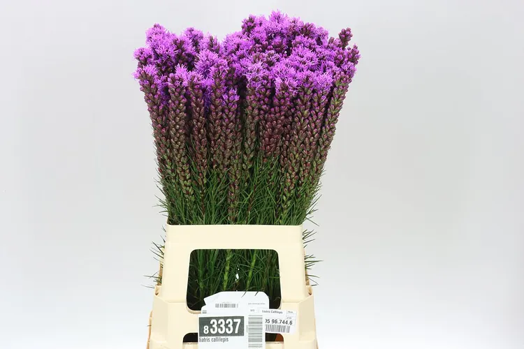 Liatris Callilepis 70 cm
