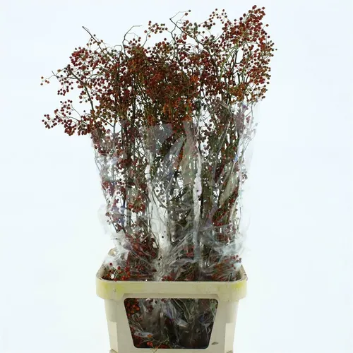 Rozenbottel Corallo 120 cm