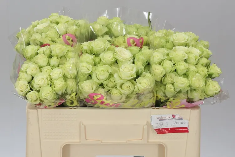 Rosa Tr Green Glow 50 cm