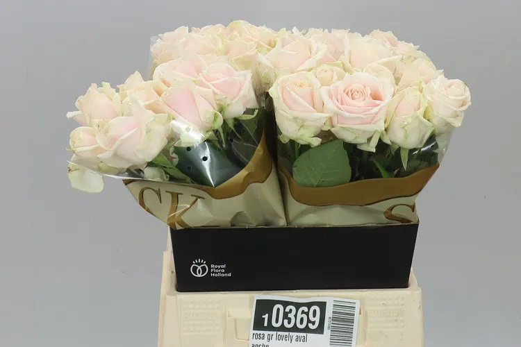 Rosa Gr Lovely Avalanche 40 cm