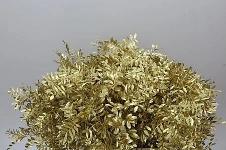 Pistácia Short Gold 50 cm