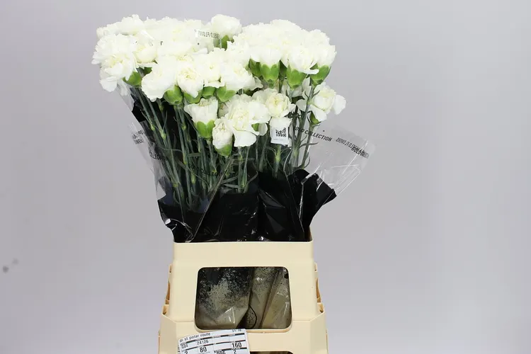 Di St White 70 cm