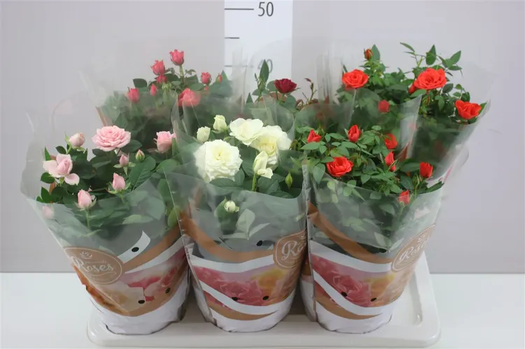Ruža črepníková Favourite mix črepník 17 cm