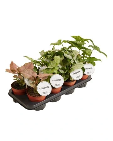 Syngonium mix črepník 12 cm