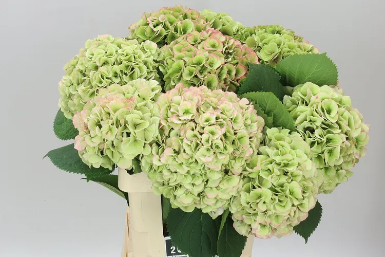 Hortenzia Heaven Classic 60 cm