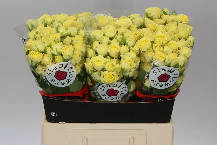 Rosa Tr Wedding Invite 60 cm