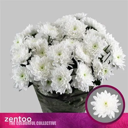 Chr T Pina Colada 70 cm