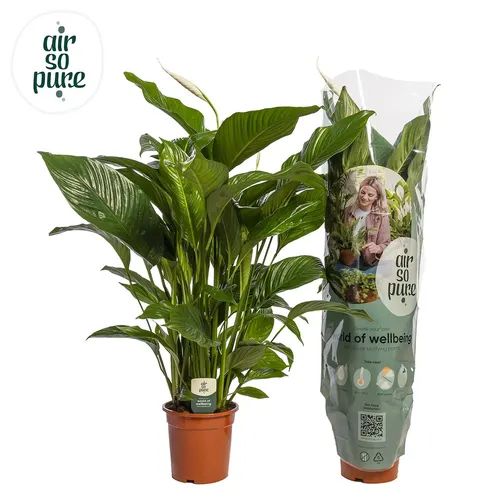 Lopatkovec Sweet Lauretta Air So Pure črepník 21 cm