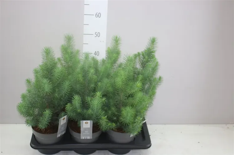 Pinus Silver Crest črepník 17 cm