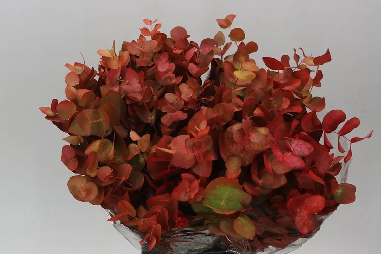 Cinerea Autumn Short 75 cm