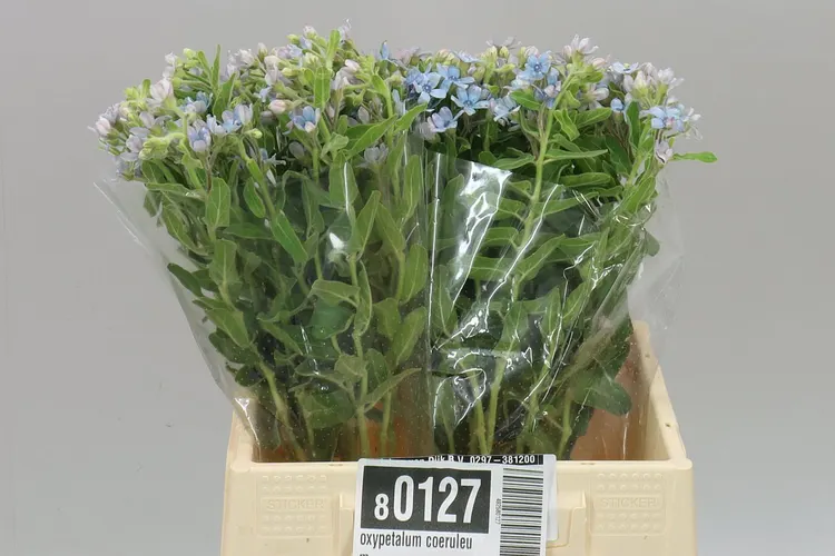 Oxypetalum Coeruleum 45 cm