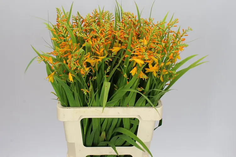 Crocosmia George Davidson 65 cm