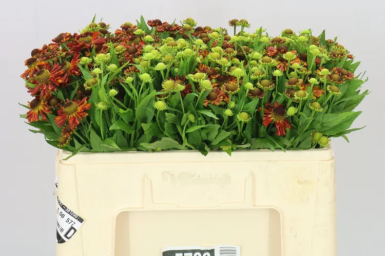 Helenium Autumn Fire 50 cm