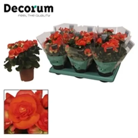 Begonia Du Orange črepník 13 cm