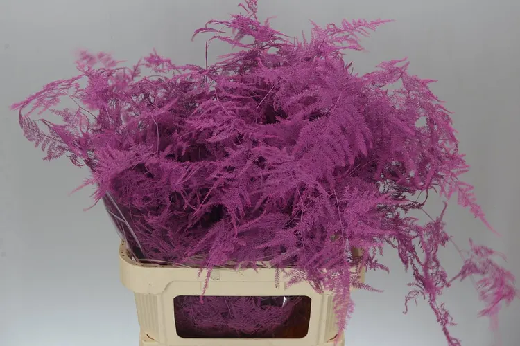 Asparagus Lang Getopt Cerise 85 cm