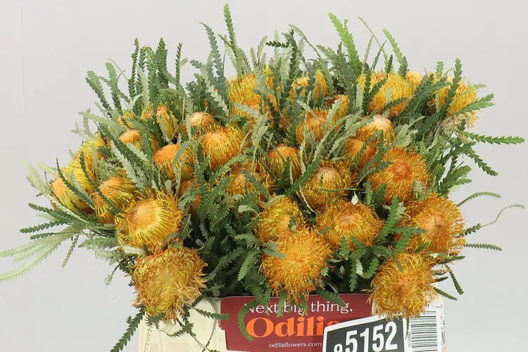 Dryandra Formosa 40 cm